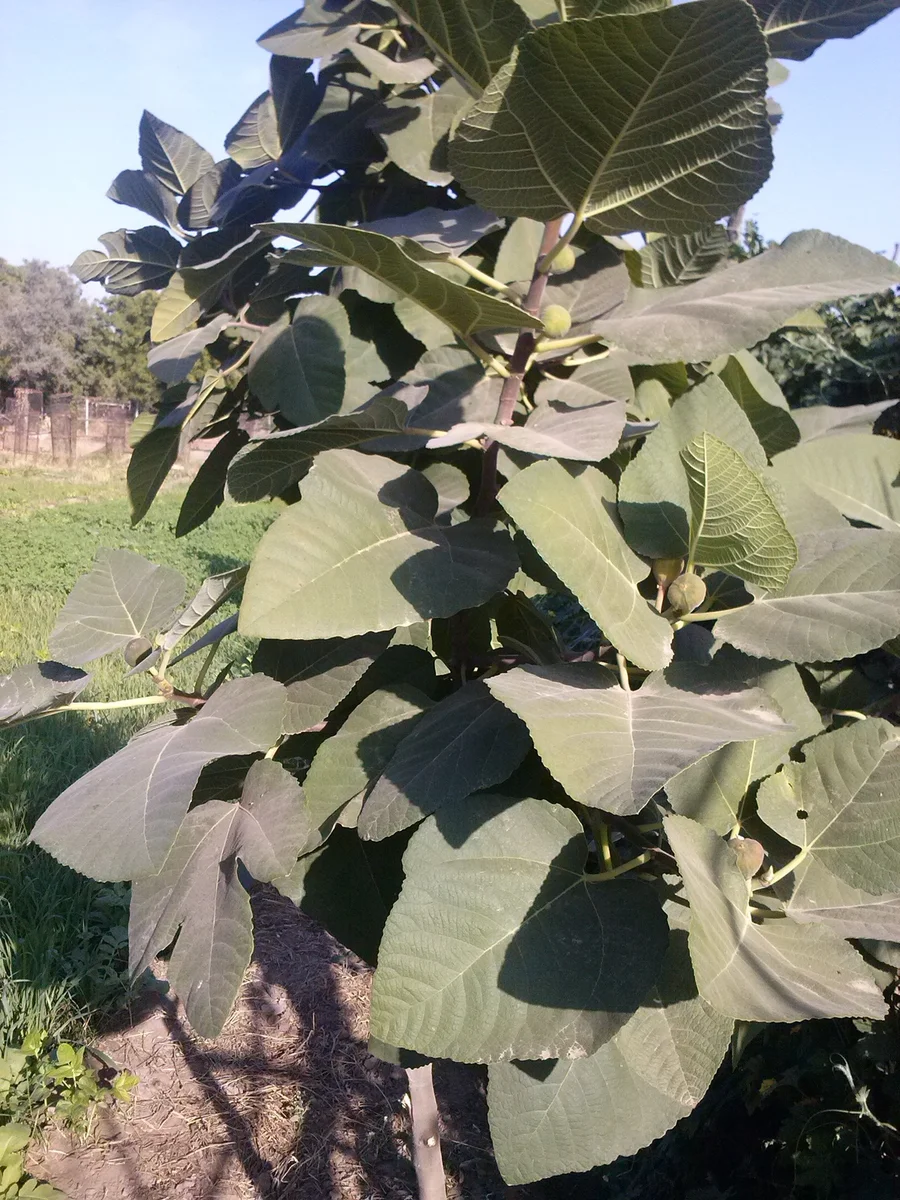 figs finally coming 1200